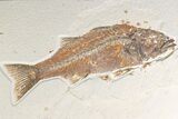 Fossil Fish (Mioplosus) With Knightia - Wyoming #161367-3